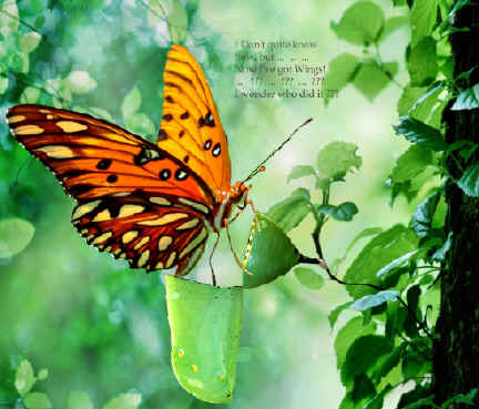 Butterfly  Emerging from Cocoon