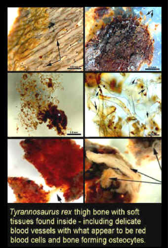 Pictures of microscopic dinosaur tissue