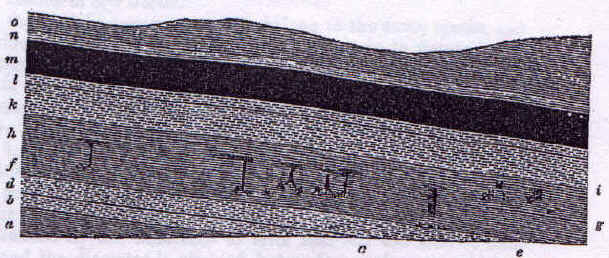 View of cliff-face showing relative position of (above)
  the tree to the surrounding strata.