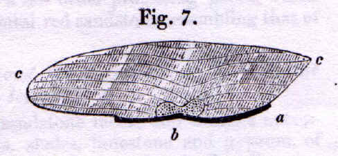 Cross section of roots that are filled with laminated shale